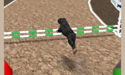 Crazy Real Dog Race image