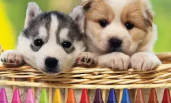 4GameGround - Puppy Coloring image